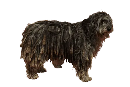 Bergamasker Hirtenhund