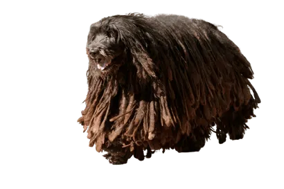 Bergamasker Hirtenhund