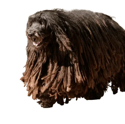 Bergamasker Hirtenhund
