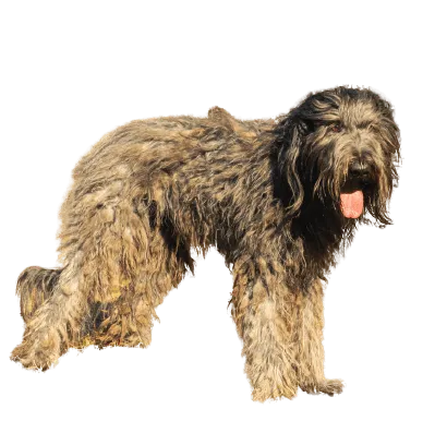 Bergamasker Hirtenhund (5)