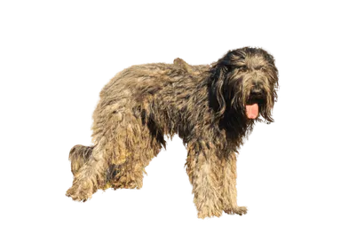 Bergamasker Hirtenhund (5)