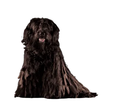 Bergamasker Hirtenhund