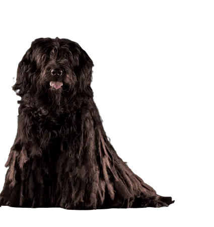 Bergamasker Hirtenhund