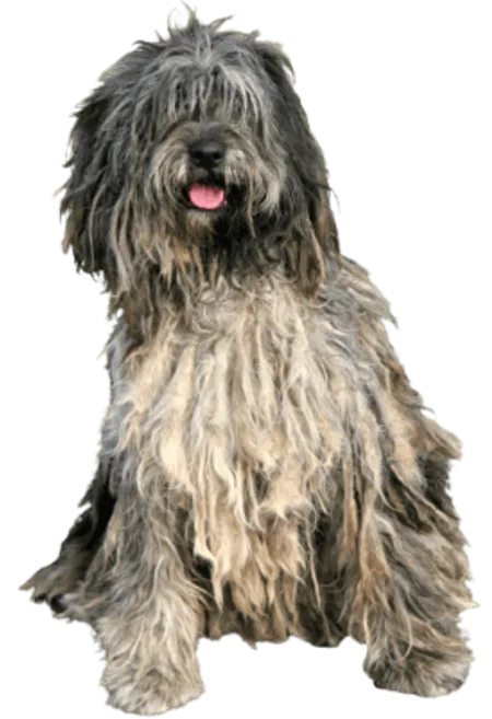 Bergamasker Hirtenhund
