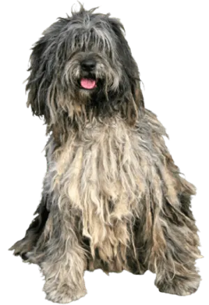 Bergamasker Hirtenhund