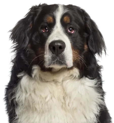 Berner Sennenhund