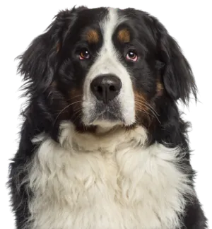 Berner Sennenhund