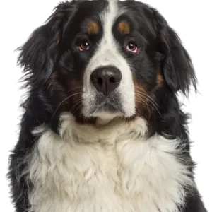Berner Sennenhund