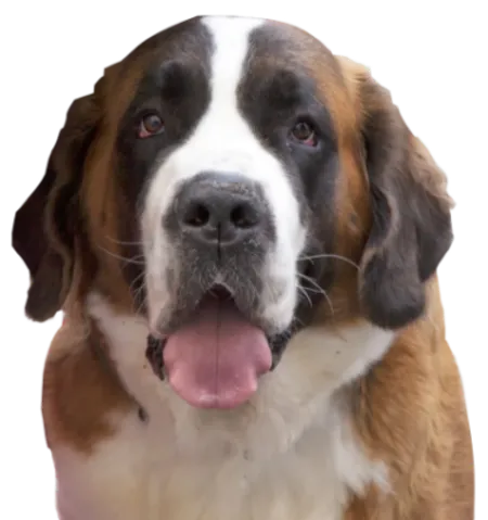 Bernhardiner Profile