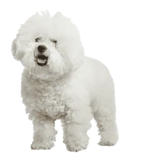 Bichon Frise 1