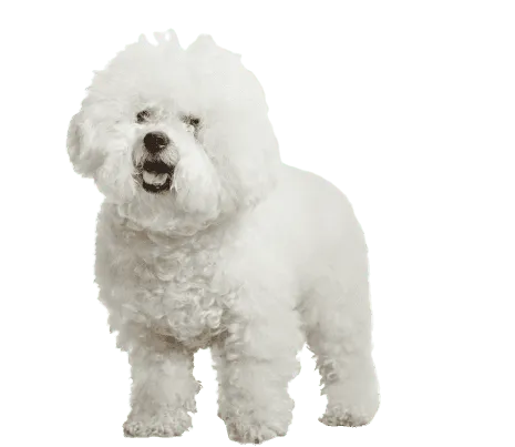 Bichon Frise 1