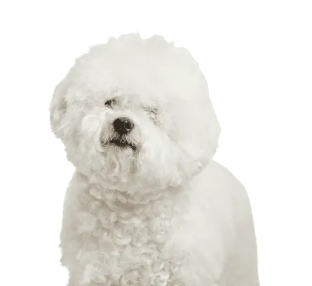 Bichon Frise 3