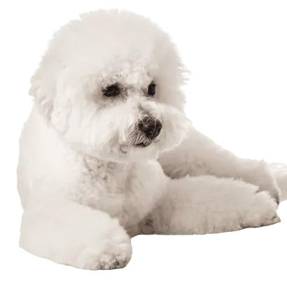 Bichon Frise (5)
