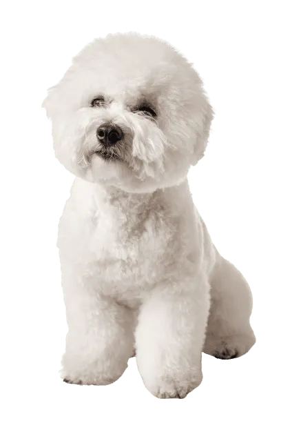 Bichon Frise 5