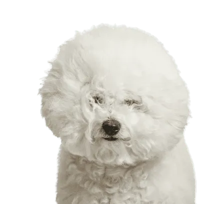 Bichon Frise