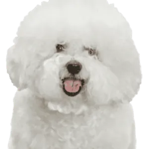 Bichon Frisé