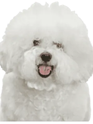 Bichon Frisé