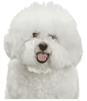 Bichon Frisé als Anfängerhund