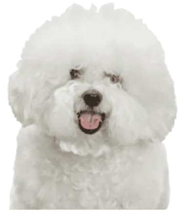 Bichon Frisé