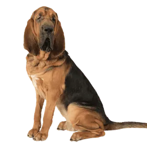 Bloodhound (2)