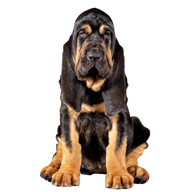 Bloodhound (1)