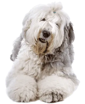 Bobtail profile