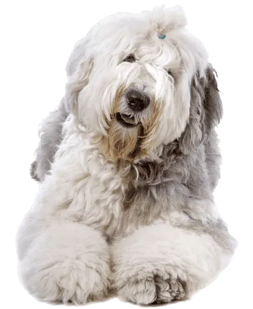 Bobtail profile