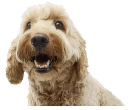 Bologneser