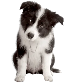 Border Collie Puppy