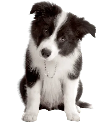 Border Collie Puppy