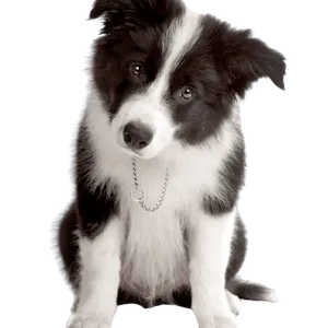 Border Collie Puppy