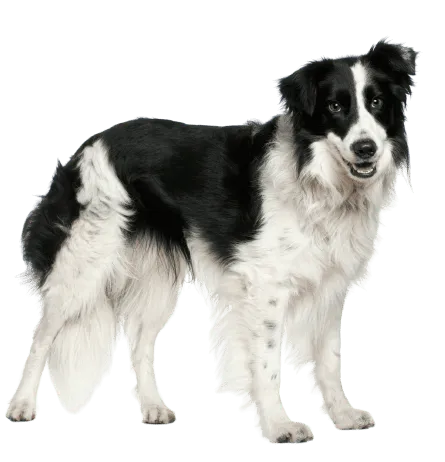 Border Collie (3)