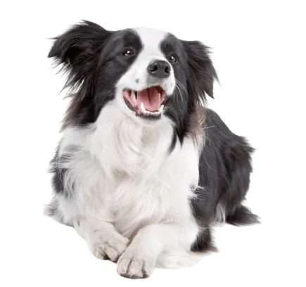 Border Collie (1)