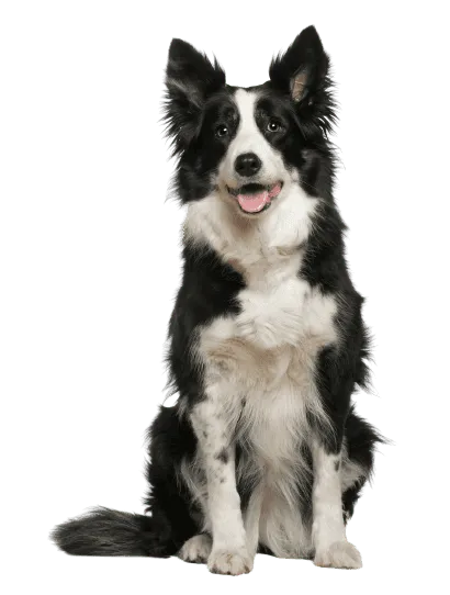 Border Collie (4)