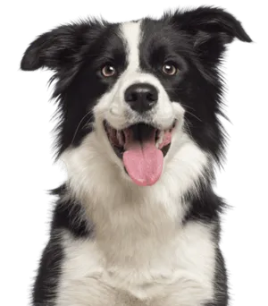Border Collie als Anfängerhund