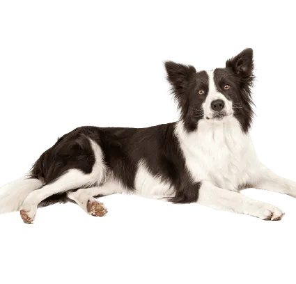 Border Collie (5)