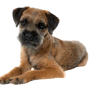 border terrier (1)