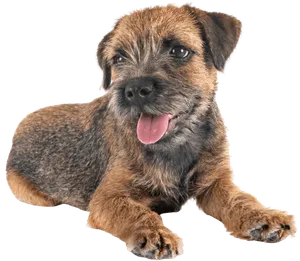 border terrier