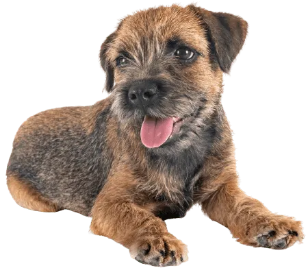 border terrier