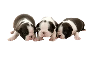 Boston Terrier (6)