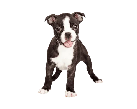 Boston Terrier