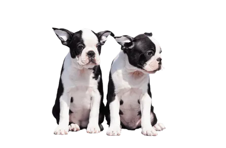 Boston Terrier