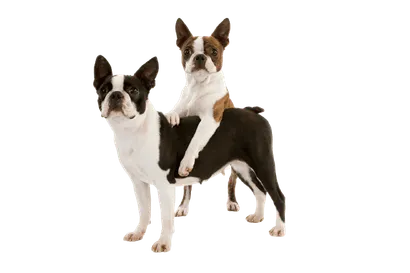 Boston Terrier