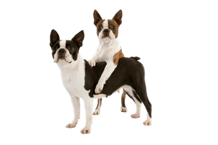 Boston Terrier