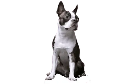 Boston Terrier