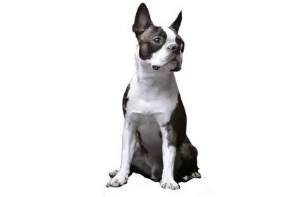 Boston Terrier