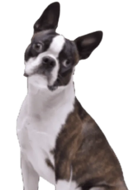 Boston Terrier