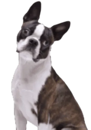 Boston Terrier