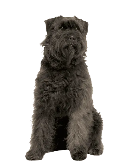 Bouvier des Ardennes