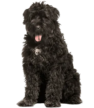 Bouvier des Flandres